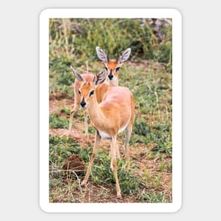 Dik-Dik Couple - Kruger National Park Sticker